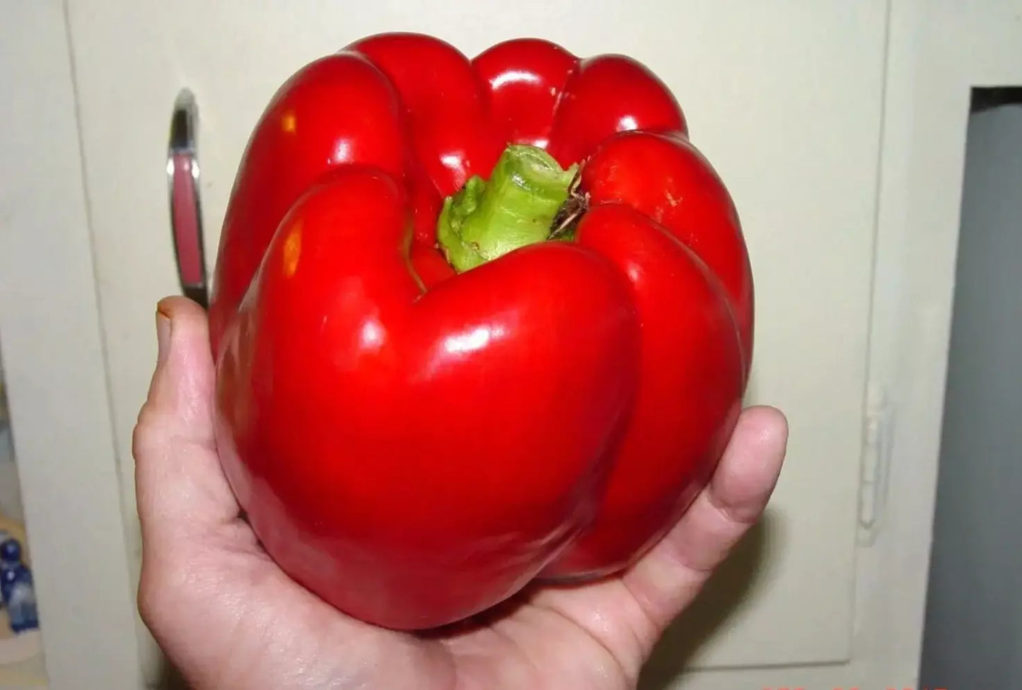 Giant Red Bell Pepper Seeds - Organic Heirloom Non-GMO, Sweet Variety, for Home Gardens, 120+ Seeds, Capsicum annuum