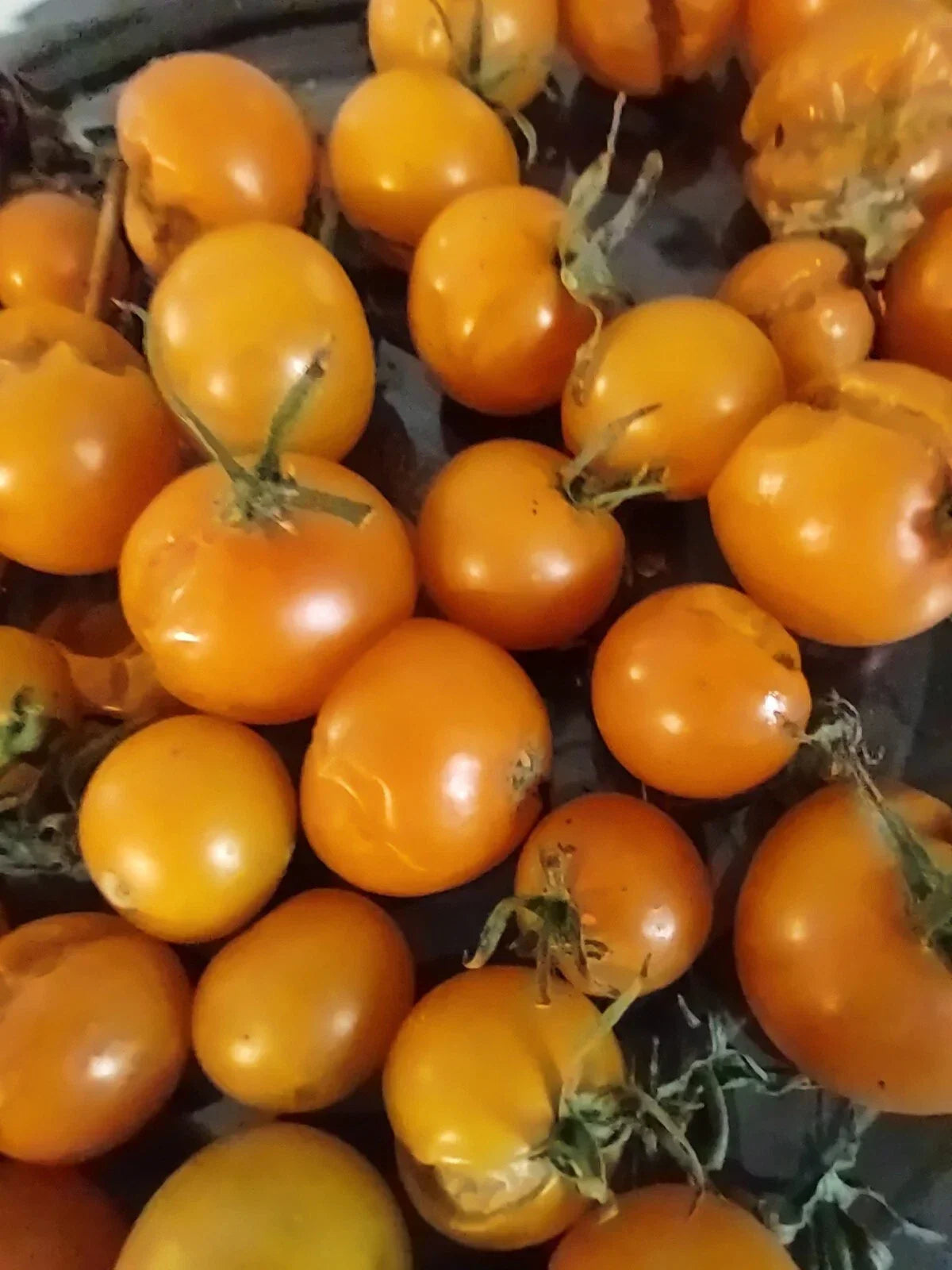 Sungold Orange Cherry Tomato Seeds - 10 Seeds - Sweet, Heavy Producer - Solanum lycopersicum