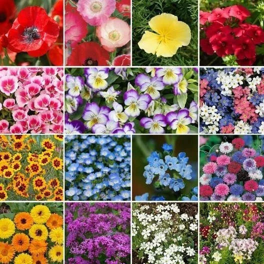 Wildflower Mix Seed Packet - 500+ Heirloom Annual & Perennial Wildflowers - Low-Grow, Full Sun, Pollinator-Friendly