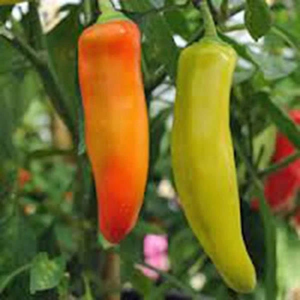Pepper Seeds - 100 Count - Spicy Hungarian Yellow Wax - Heirloom, Non-GMO - Capsicum annuum