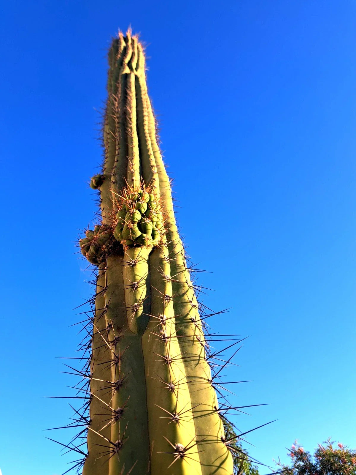 Cereus Werdemannianus Cactus Plant – Tall Columnar Succulent for Indoor Outdoor Gardens