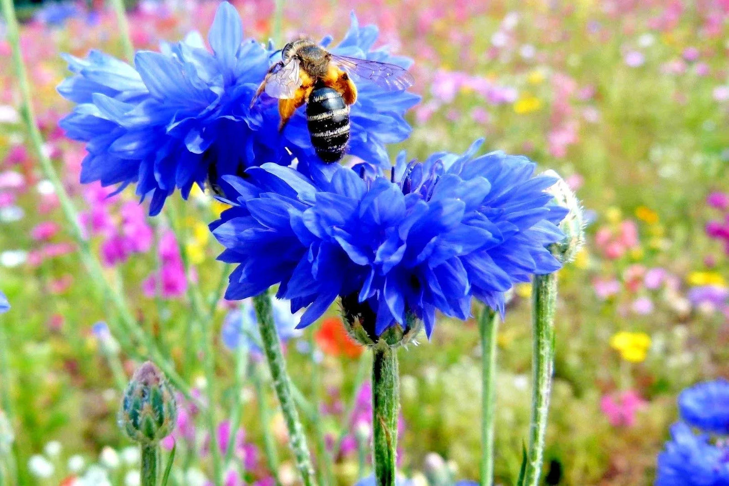 Dwarf Blue Bachelor Button Cornflower Seeds – 300+ Non-GMO, Deer-Resistant, Blue Flowers, Annual, Centaurea cyanus, Perfect for Cut & Dried Arrangements