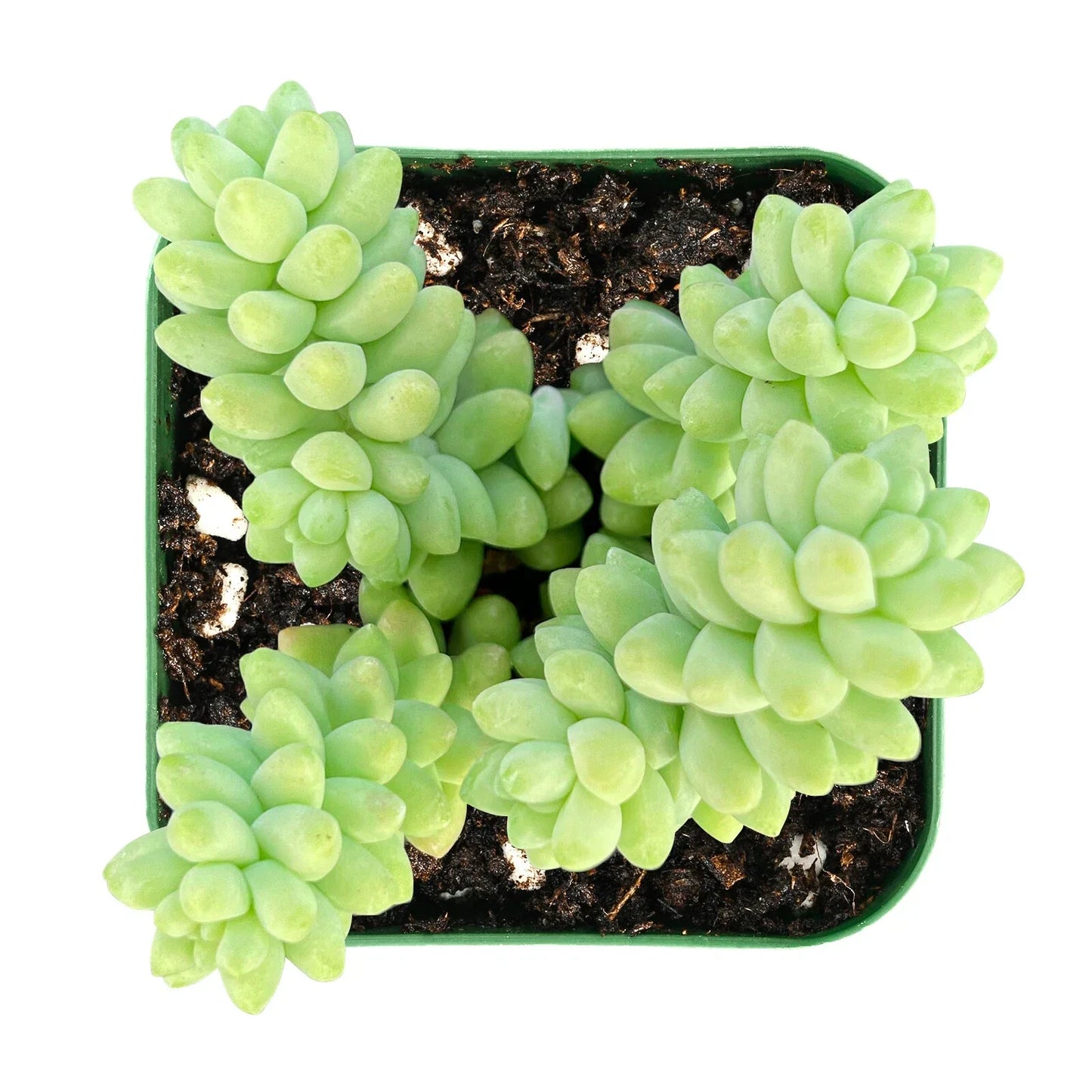 Burro's Tail Succulent in 2'' Pot | Sedum Morganianum | Trailing Donkey's Tail Houseplant for Indoor & Outdoor Decor