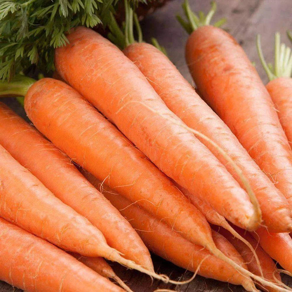 Scarlet Nantes Carrot Seeds - 1000+ Non-GMO Vegetable Garden Seeds for Home Gardening - Daucus carota