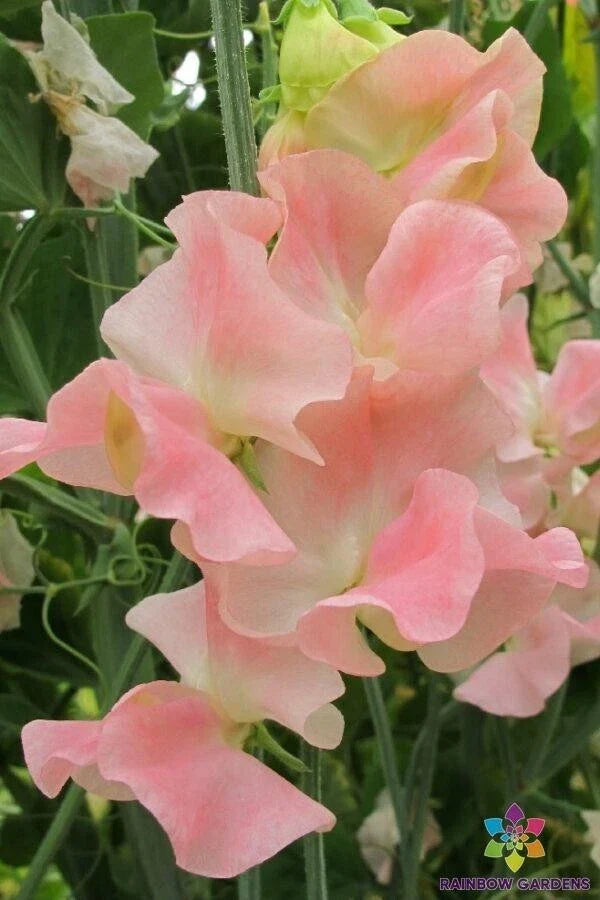 Sweet Pea Seeds - 50+ Pack - Blush Pink - Heirloom Lathyrus odoratus - USA Grown - Non-GMO - Attracts Pollinators