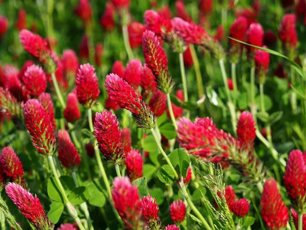 Crimson Clover Seeds - Packet of 200+ - Red Flowers - Trifolium Incarnatum - Annual Ground Cover for Soil Improvement & Pollinator Attractant