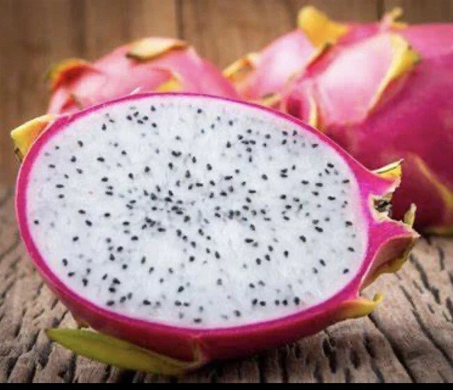 Dragon Fruit Plant 4" White Flesh Pitaya Hylocereus undatus Tropical Cacti Edible Fruit Gardening