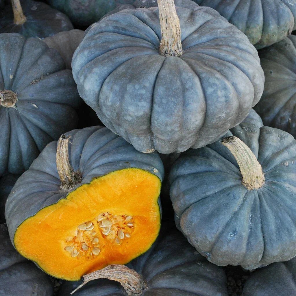 Queensland Blue Squash Seeds - Heirloom Cucurbita maxima, Vining, Blue-Green Skin, Non-GMO, Pack of Fresh Seeds