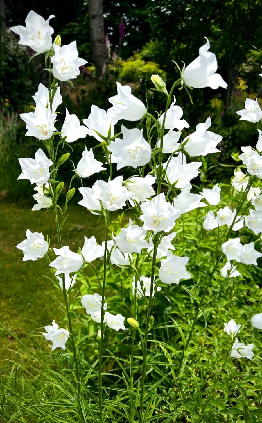 White Bellflower Perennials 5 Pack, Campanula Persicifolia, Hardy Garden Flowers, Elegant Perennial Plants