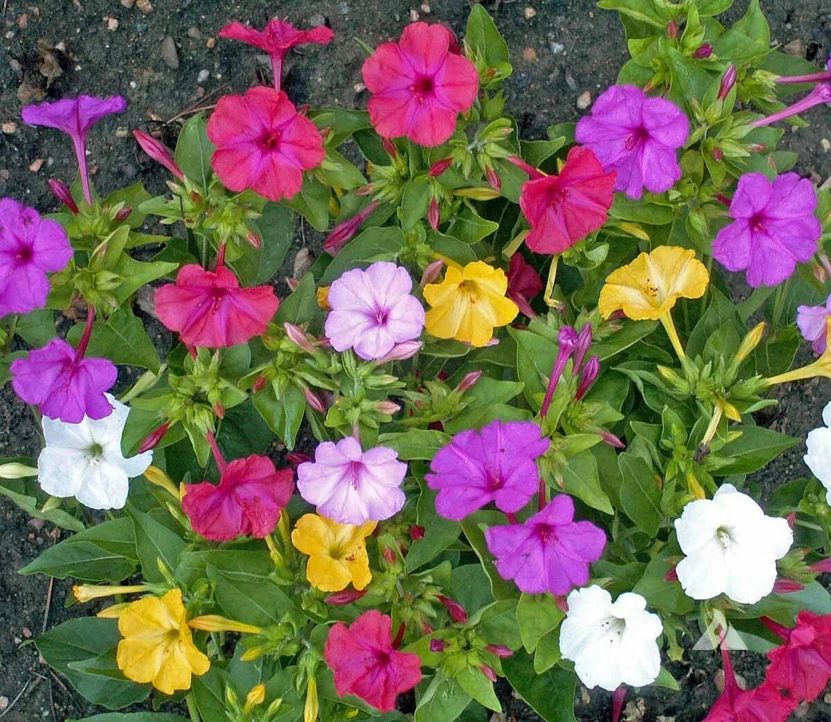 Four O'Clock Seeds Pack of 25 | Non-GMO Perennial Flower Mix in Pink, Red, Yellow, White | Mirabilis jalapa