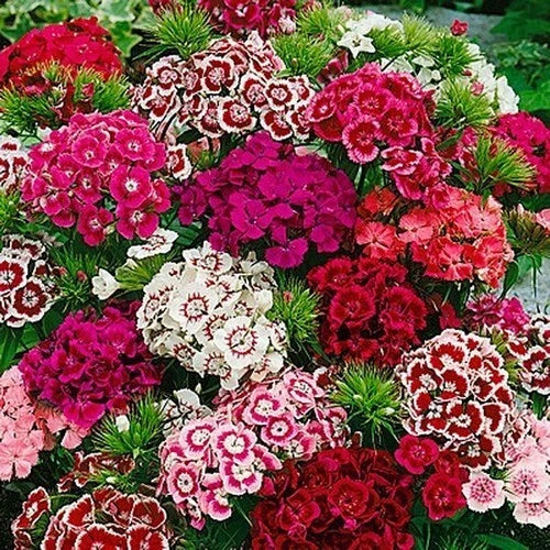 Dianthus Seeds Beauty Mix – Colorful Flower Seeds for Garden, Borders & Containers – Dianthus spp.