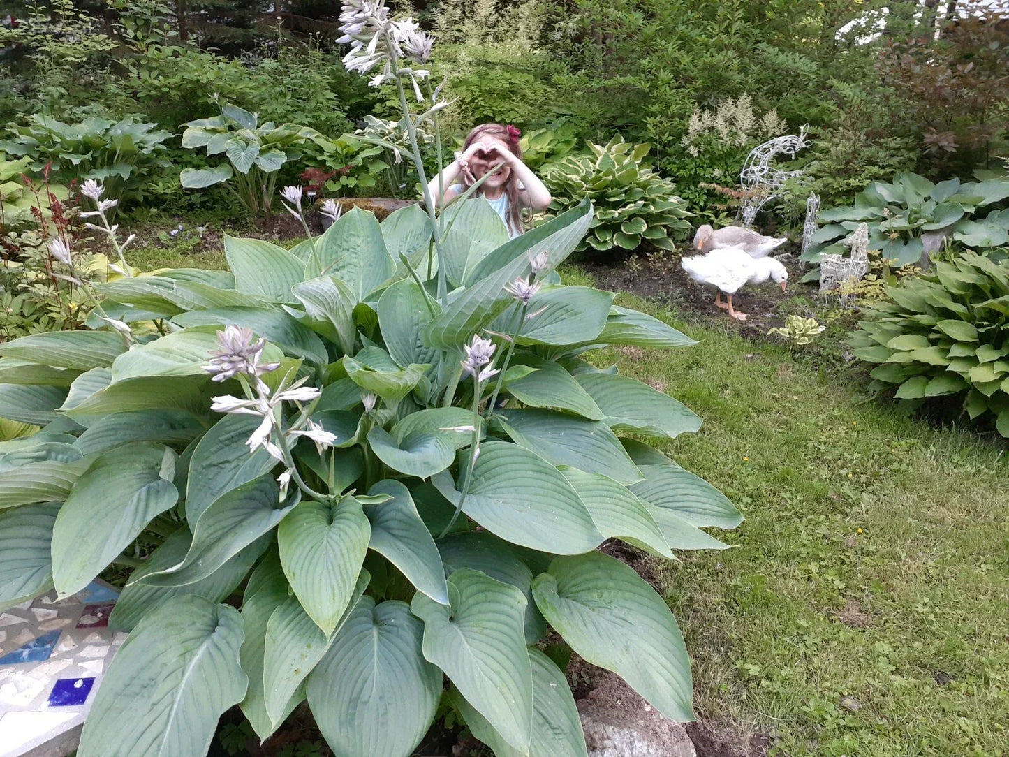 Hosta Seeds - Empress Wu Variety - Perennial Shade Plant with Large Heart-Shaped Foliage - Hosta plantaginea Seeds