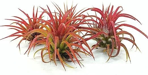5 Pack Ionantha Fuego Red Air Plants - Vibrant Tillandsia ionantha Low Maintenance Exotic Indoor Garden