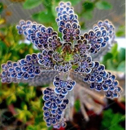 25 Dark Blue Kalanchoe Seeds | Succulent Flower Seeds | Kalanchoe blossfeldiana | Easy to Grow, Vibrant Blue Flowers