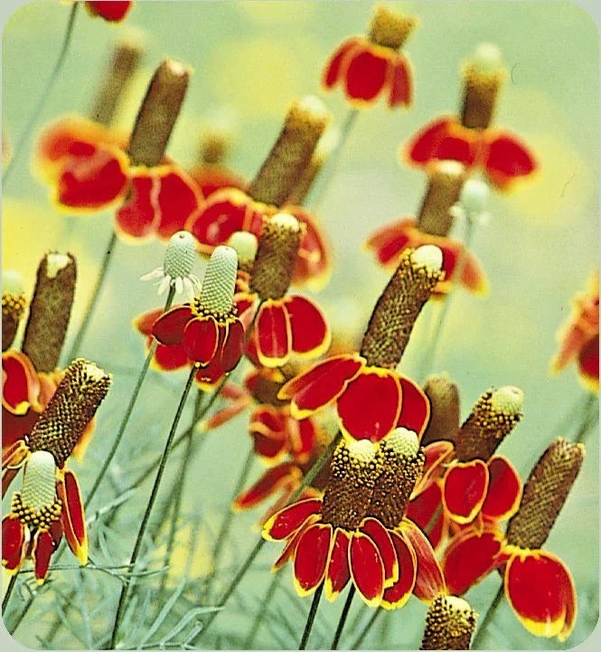 Mexican Hat Flower Seeds | Perennial Wildflower | Drought & Heat Tolerant | Ratibida columnifera | Native Pollinator Plant