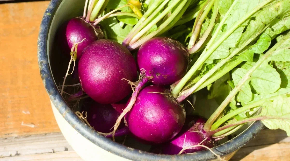 Royal Purple Radish Seeds - 500+ Non-GMO Raphanus sativus for Garden Planting, Fast-Growing, Vibrant Color, Easy to Grow