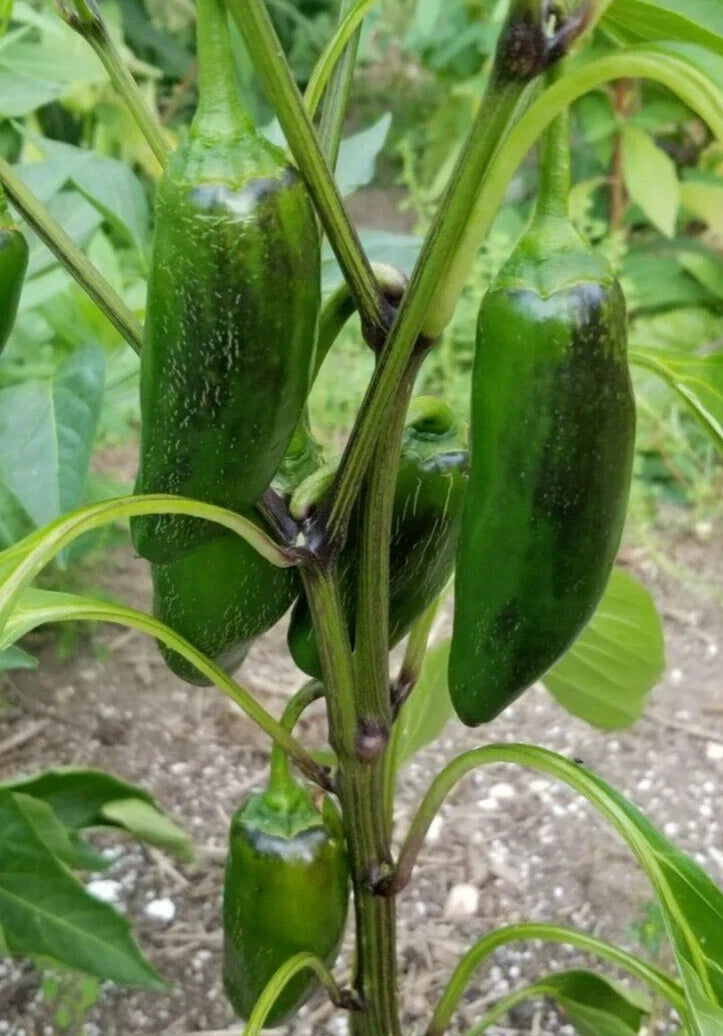 Early Jalapeno Pepper Seeds - 25 Non-GMO Capsicum annuum for Spicy Salsas & Cooking, Perfect for Container & Garden Planting