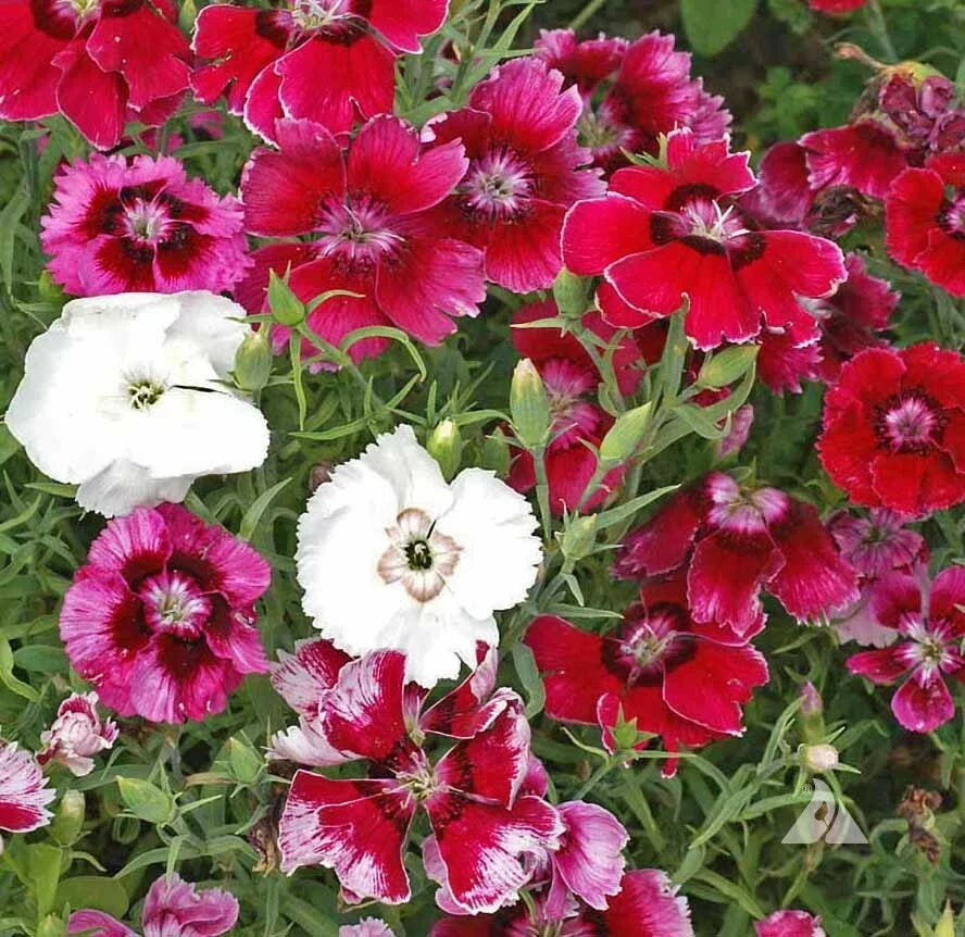 Sweet William Seeds - Dwarf Baby Doll Mix - Fragrant Pink Dianthus barbatus - 200 Seeds for Borders, Containers & Rock Gardens