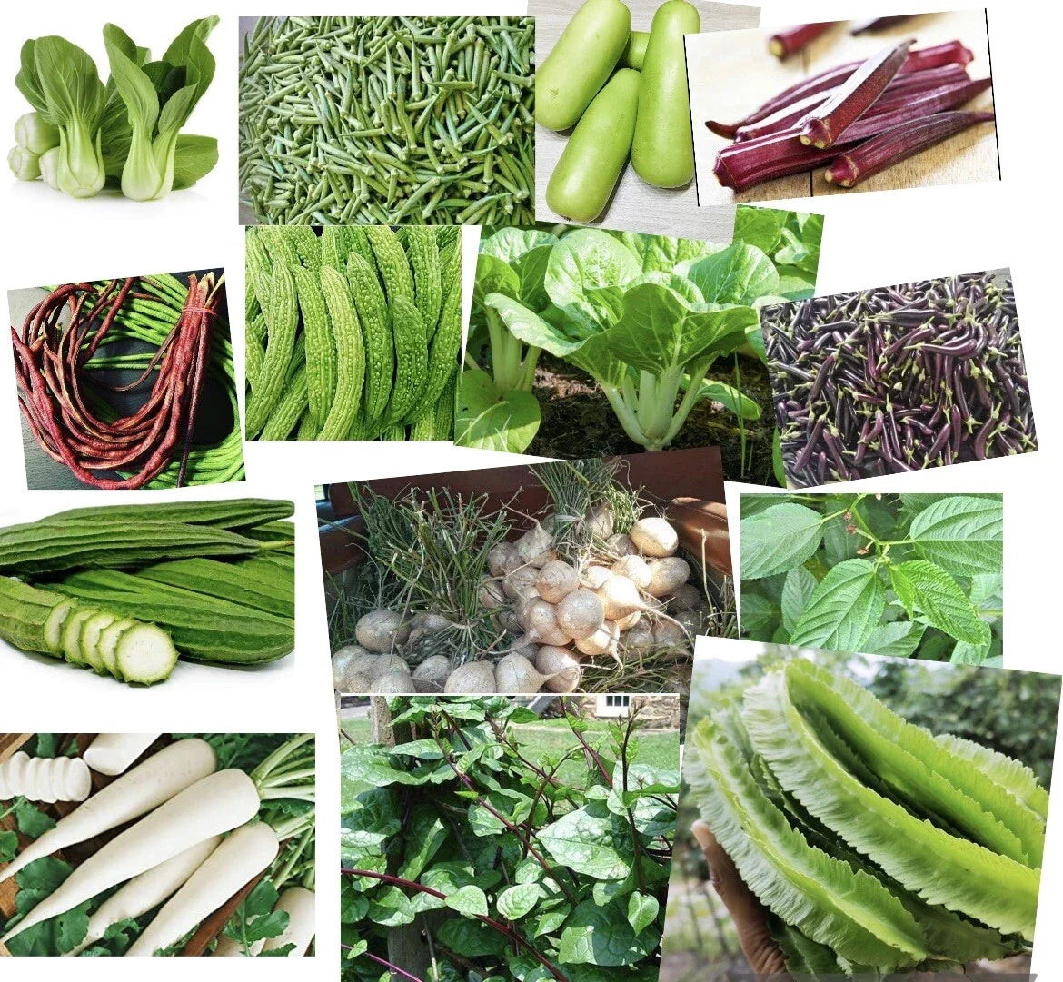 20 Packets Asian Vegetable Seeds Mix - Non-GMO, Organic, Heirloom, for Home Garden & Urban Farming