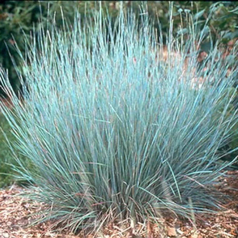 Little Bluestem Grass Seeds - 200 Organic Schizachyrium scoparium for Prairie Gardens, Borders, Ground Cover, USA Grown