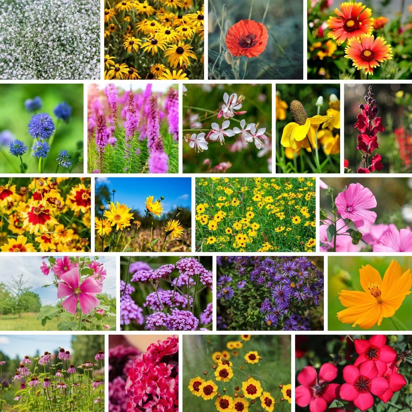 Wildflower Seed Mix 1 lb – Southeast Native Annual & Perennial Flower Seeds for Pollinators, Native Plants for Garden and Landscaping