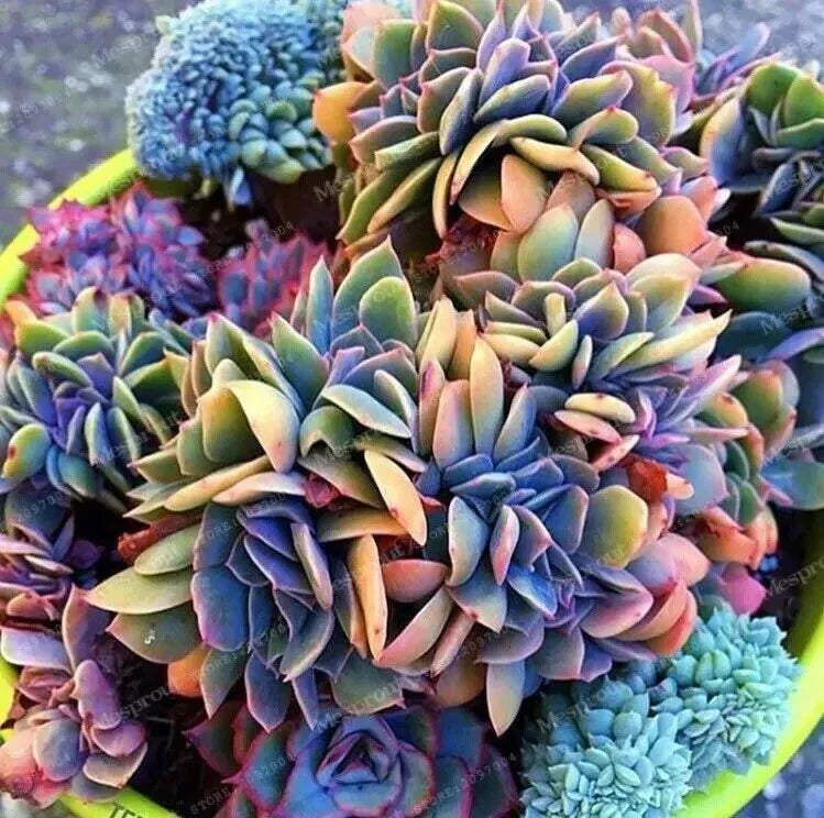 50pcs Japanese Succulent Seeds - Rare Mini Cactus for Indoor Gardening - Easy-to-Grow Succulents - Cactaceae