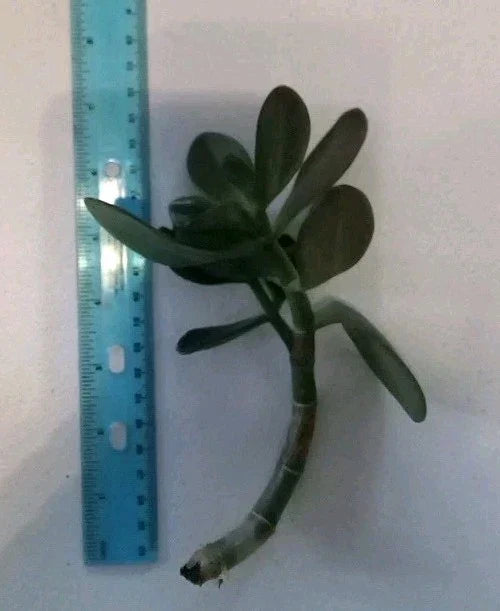 7" Rooted Green Jade Succulent Plant - Crassula ovata - Easy Care Live Starter Houseplant