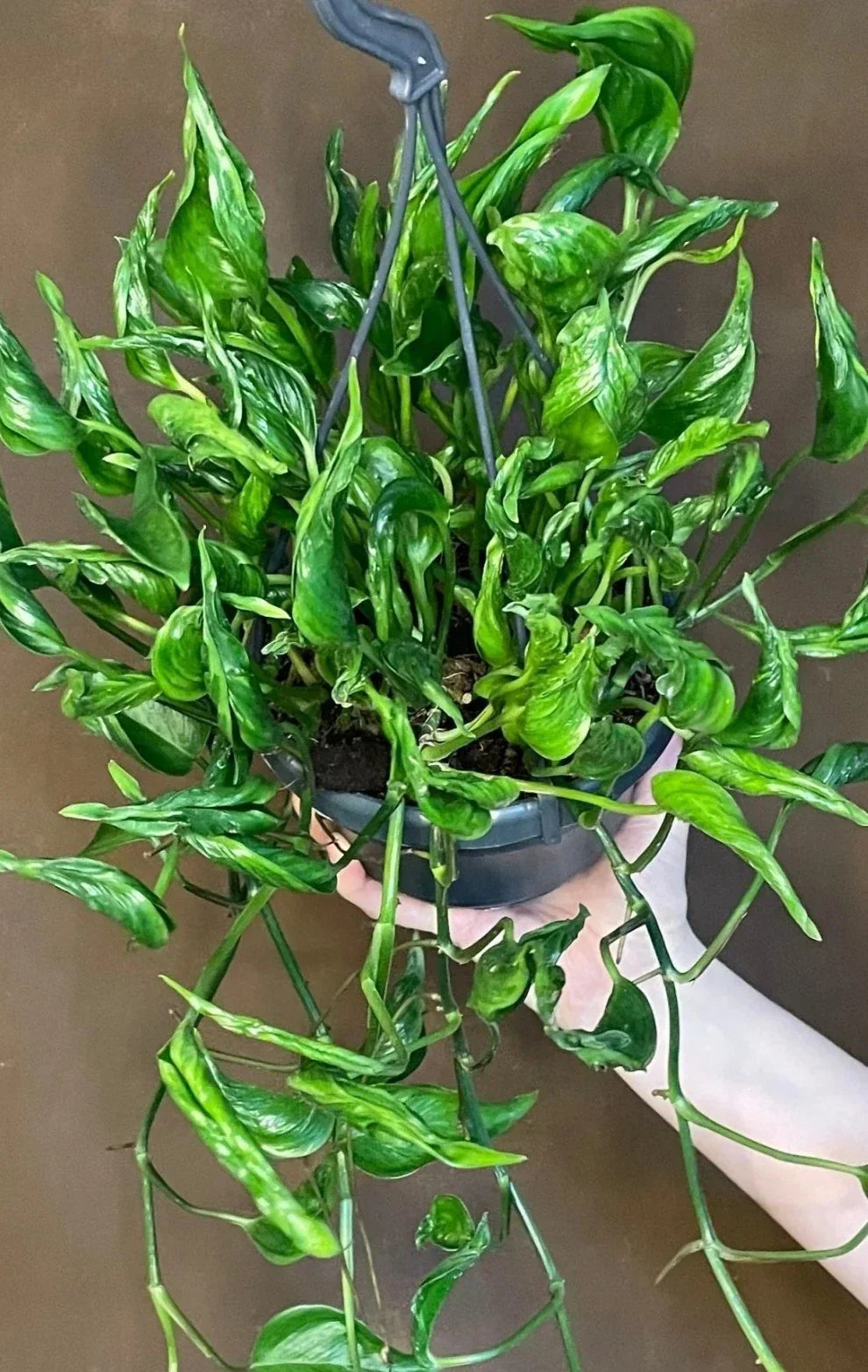 Shangri La Pothos Cuttings – 3 Fresh Epipremnum aureum Indoor Plant Clippings, No Roots, Houseplant Decor
