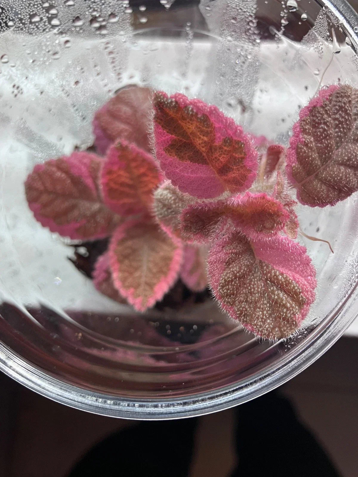 Episcia “Pink Smoke” Flame Violet Variegated Houseplant – Bareroot Starter Plant, Indoor, Easy Care, Episcia cupreata