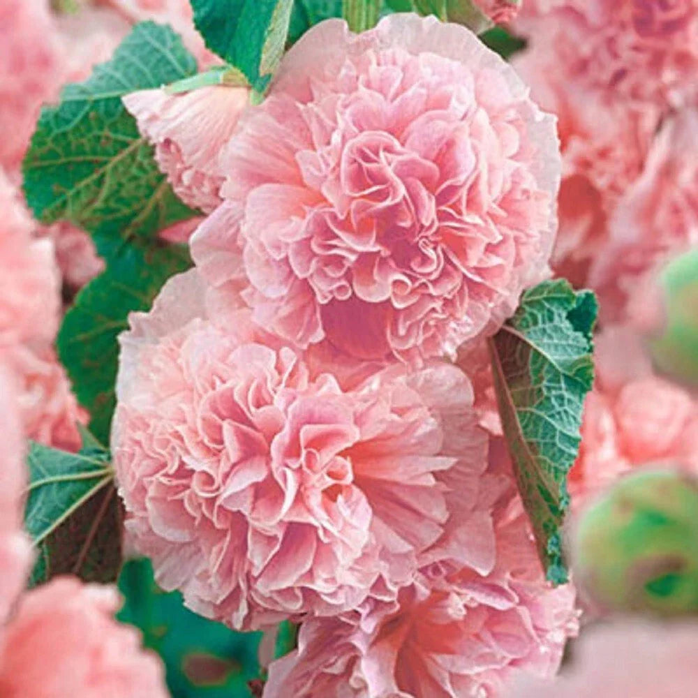 Double Pink Hollyhock Seeds - Perennial Flower, Alcea rosea, Butterfly & Pollinator Attractant, Cottage Garden, 25 Seeds