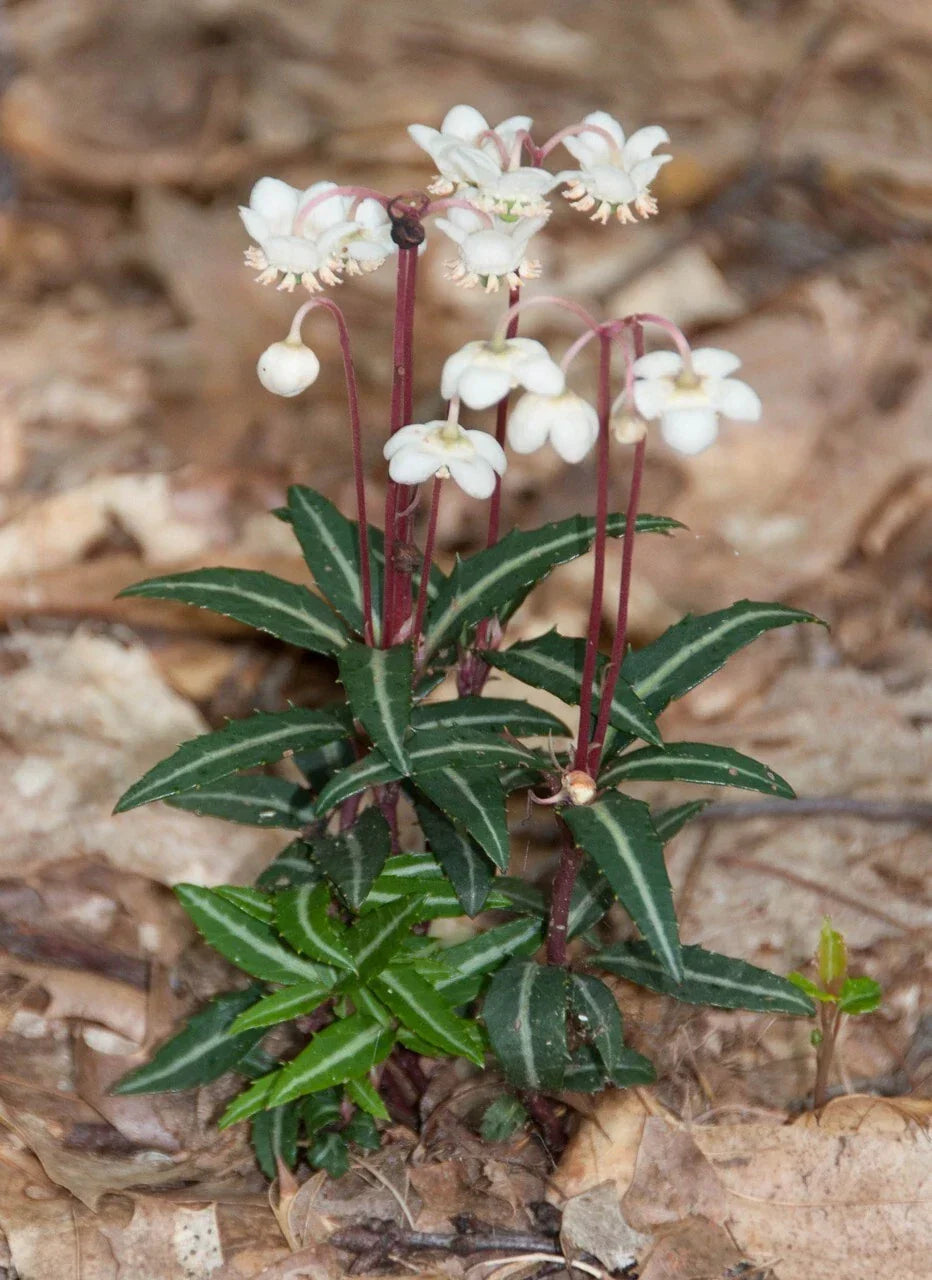Spotted Wintergreen Bare Root Plant - Chimaphila Maculata - Ground Cover Perennial for Shade & Woodland Gardens