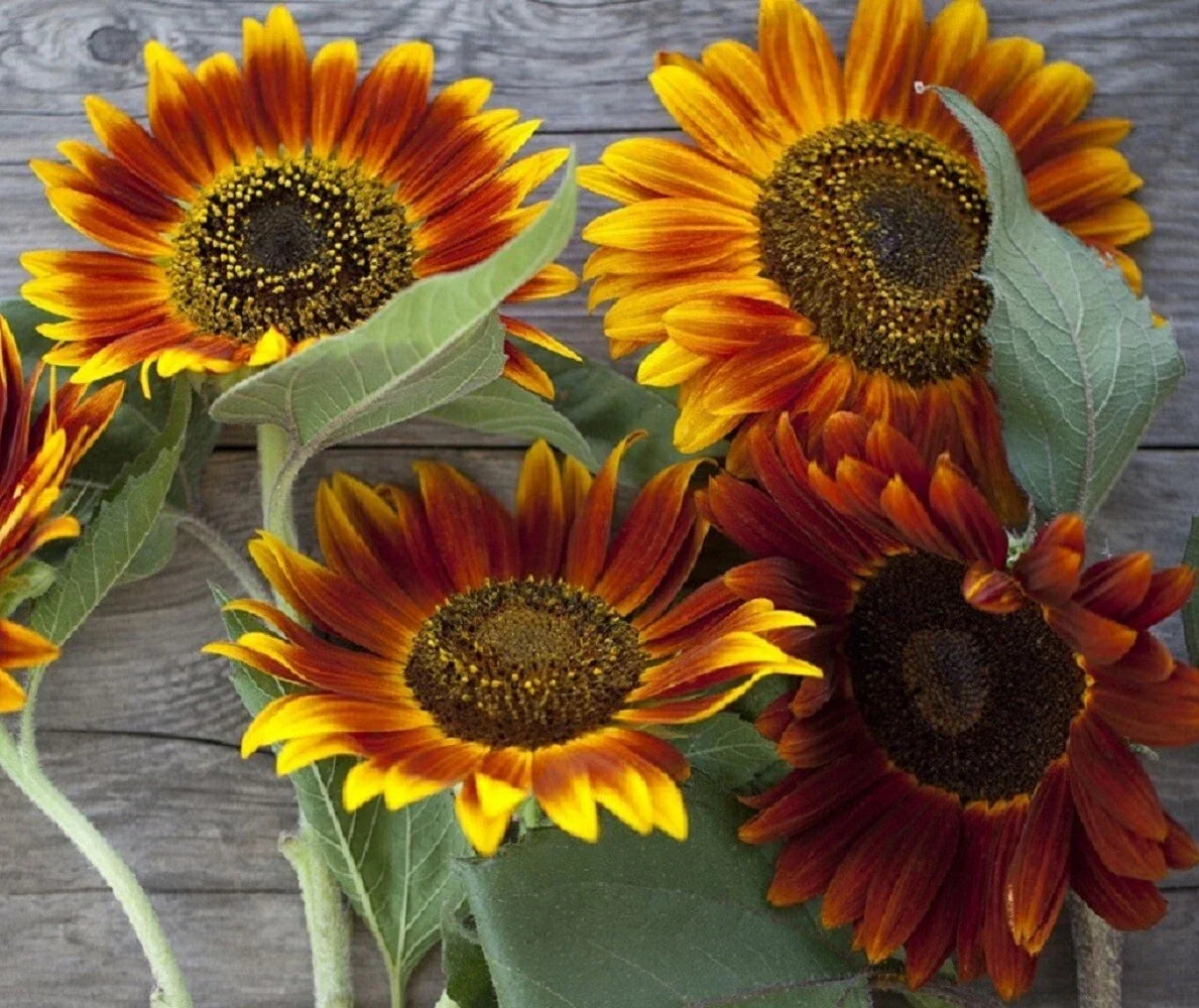 Sunflower Seeds - Autumn Beauty Heirloom Variety, Multi-Colored Blooms, Helianthus annuus, Full Sun, Non-GMO, Pollinator Attracting