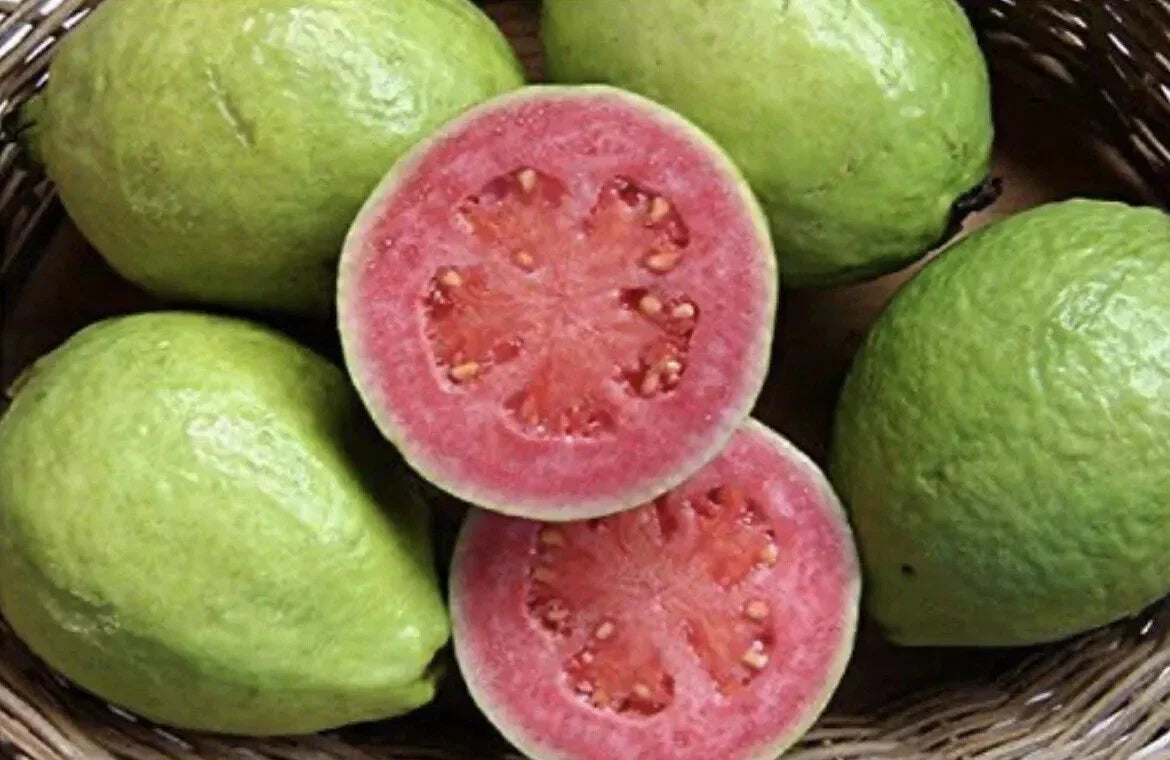Pink Guava Seeds - Organic, Psidium guajava, Easy to Grow, Fresh Fruit Garden, Perfect for Home Gardeners, Free Shipping USA