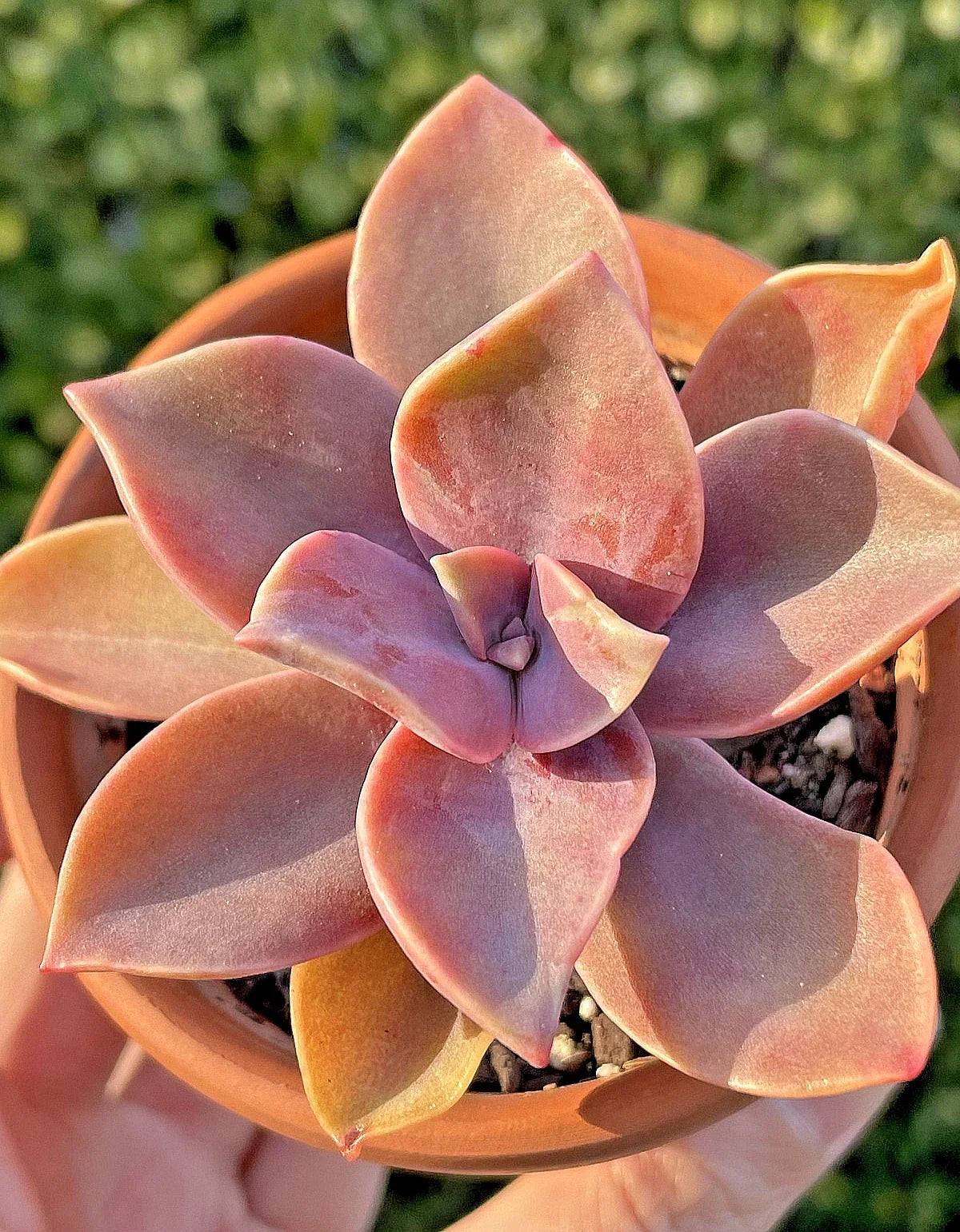 Rare Succulent Plant - Graptoveria Fred Ives 2-Inch Live Indoor Houseplant, Low Maintenance, Unique Rosette, Gift, Home Decor