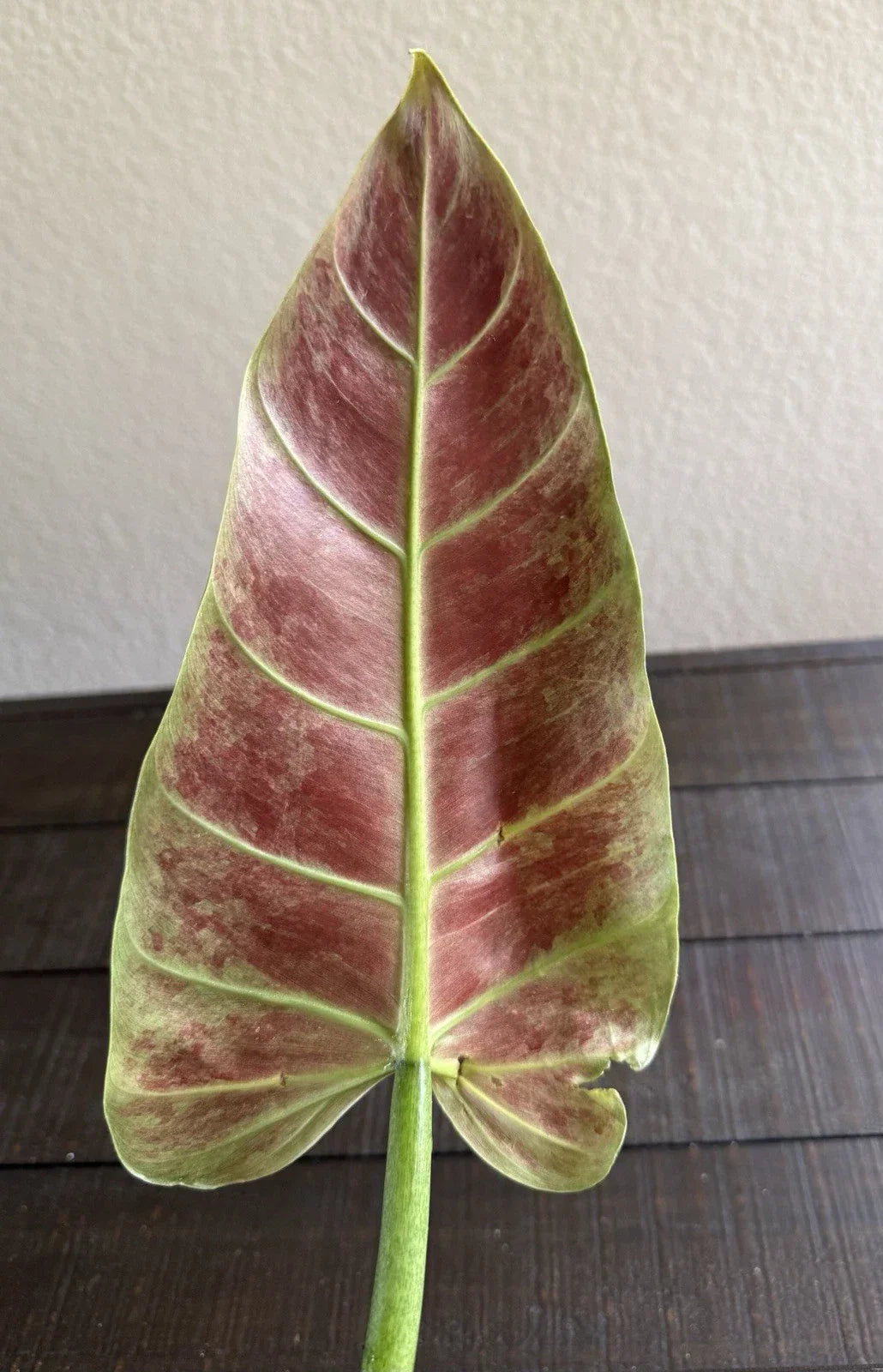 Philodendron Subhastatum Rooted Cutting – Rare Tropical Houseplant, Easy Care Indoor Plant, Lush Green Foliage, Unique Botanical Gift