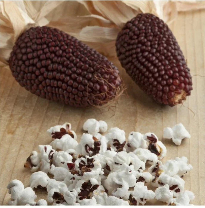Red Strawberry Popcorn Seeds - 20+ Zea mays Heirloom, Non-GMO, Vibrant Red Kernels for Garden, Popping & Decorative Use