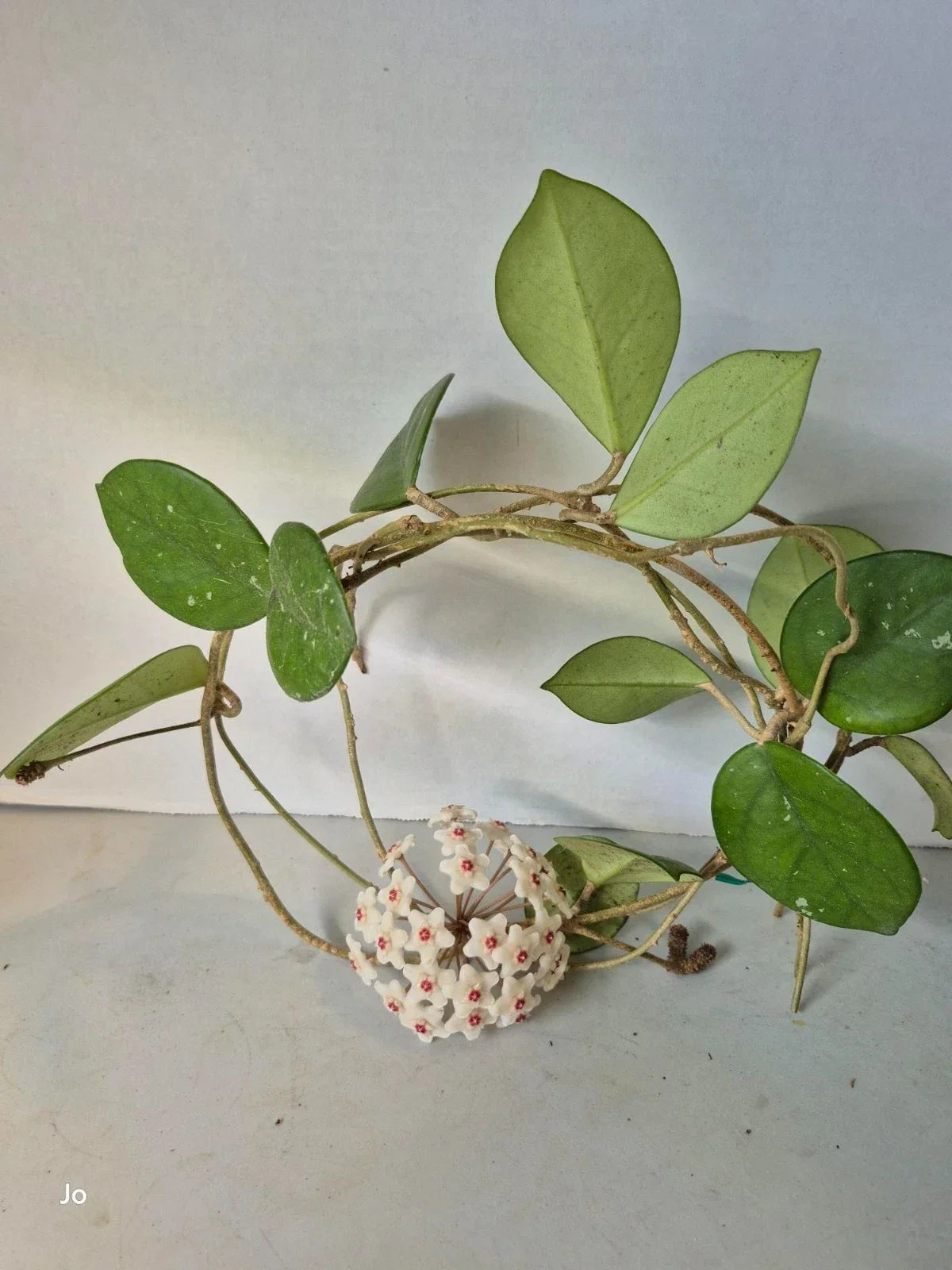 Hoya Cuttings – 3 Dapple Grey Varieties – Plant Propagation – Hoya spp.