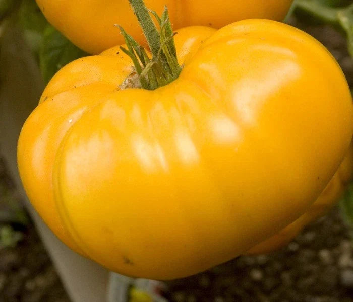 Yellow Brandywine Tomato Seeds – Large Heirloom Slicer Variety – Solanum lycopersicum – 15 Packets