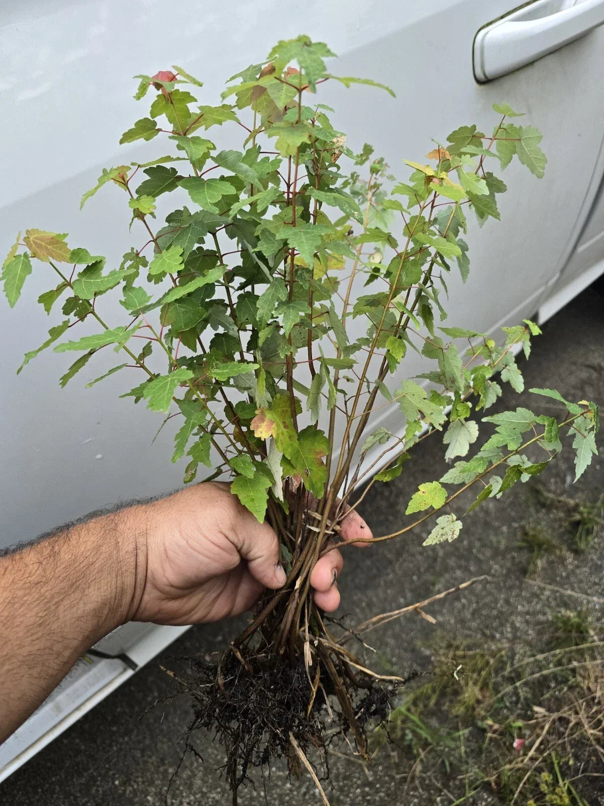 Florida Red Maple Tree Seedlings – Acer Rubrum Live Plants, 8-15 Inches, Vibrant Red Foliage, Landscaping Trees