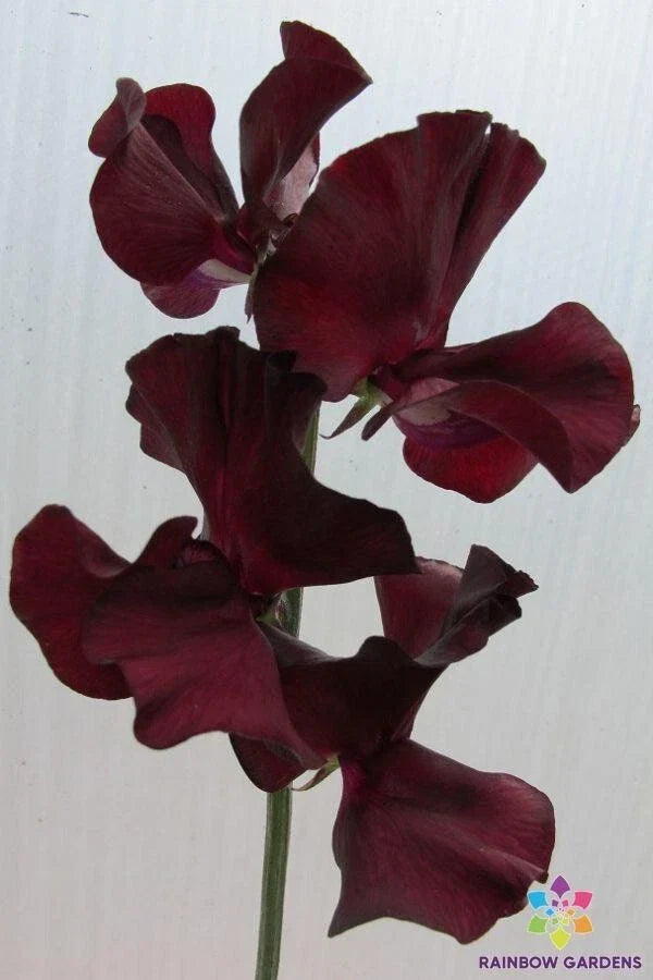 Windsor Sweet Pea Seeds 50 Pack - Fragrant Climbing Flowering Vine - Lathyrus odoratus - USA Grown, Non-GMO, Free Shipping