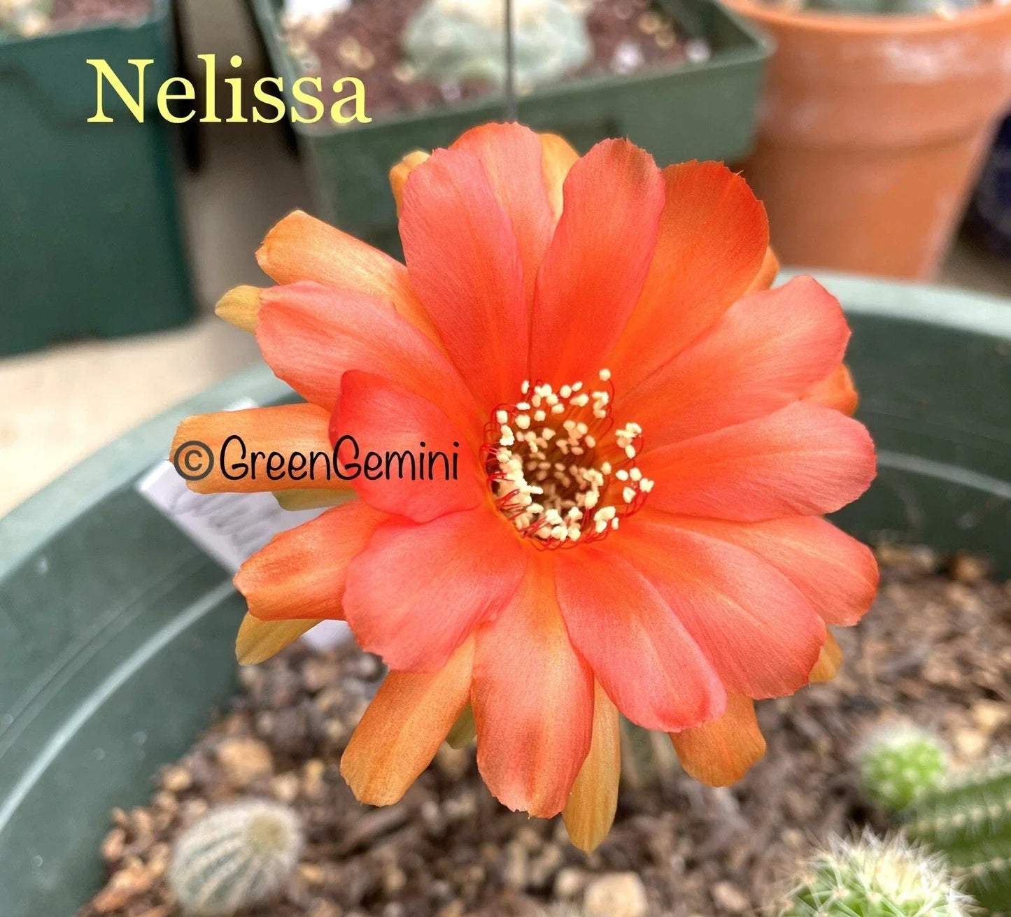 Chamaecereus Lobivia Peanut Cactus, Rare European Hybrid, Rooted Succulent Plant, NELISSA