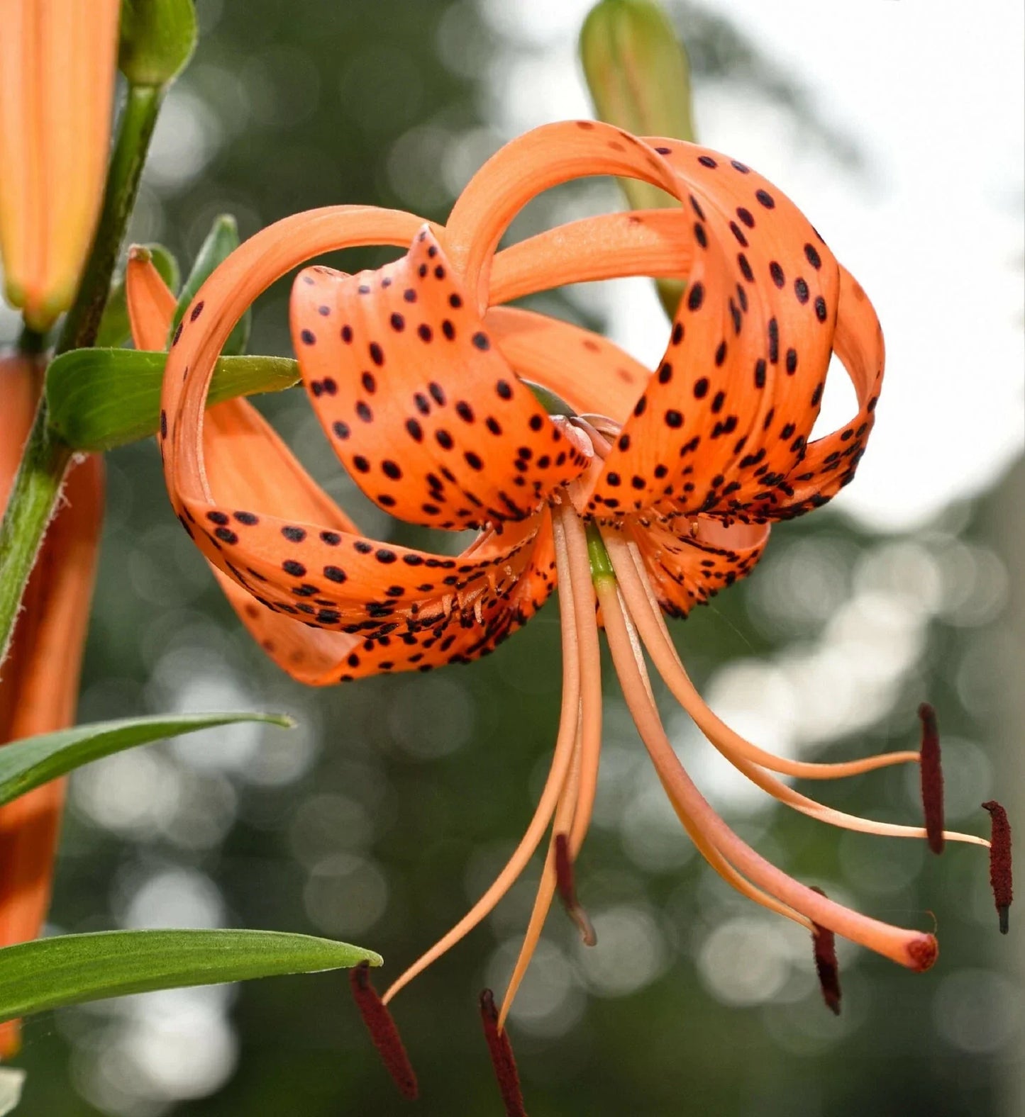 Tiger Lily Seeds - 20+ Count, Spotted Flowers, Lilium columbianum, Perennial, Butterfly & Hummingbird Attracting, USA Seller