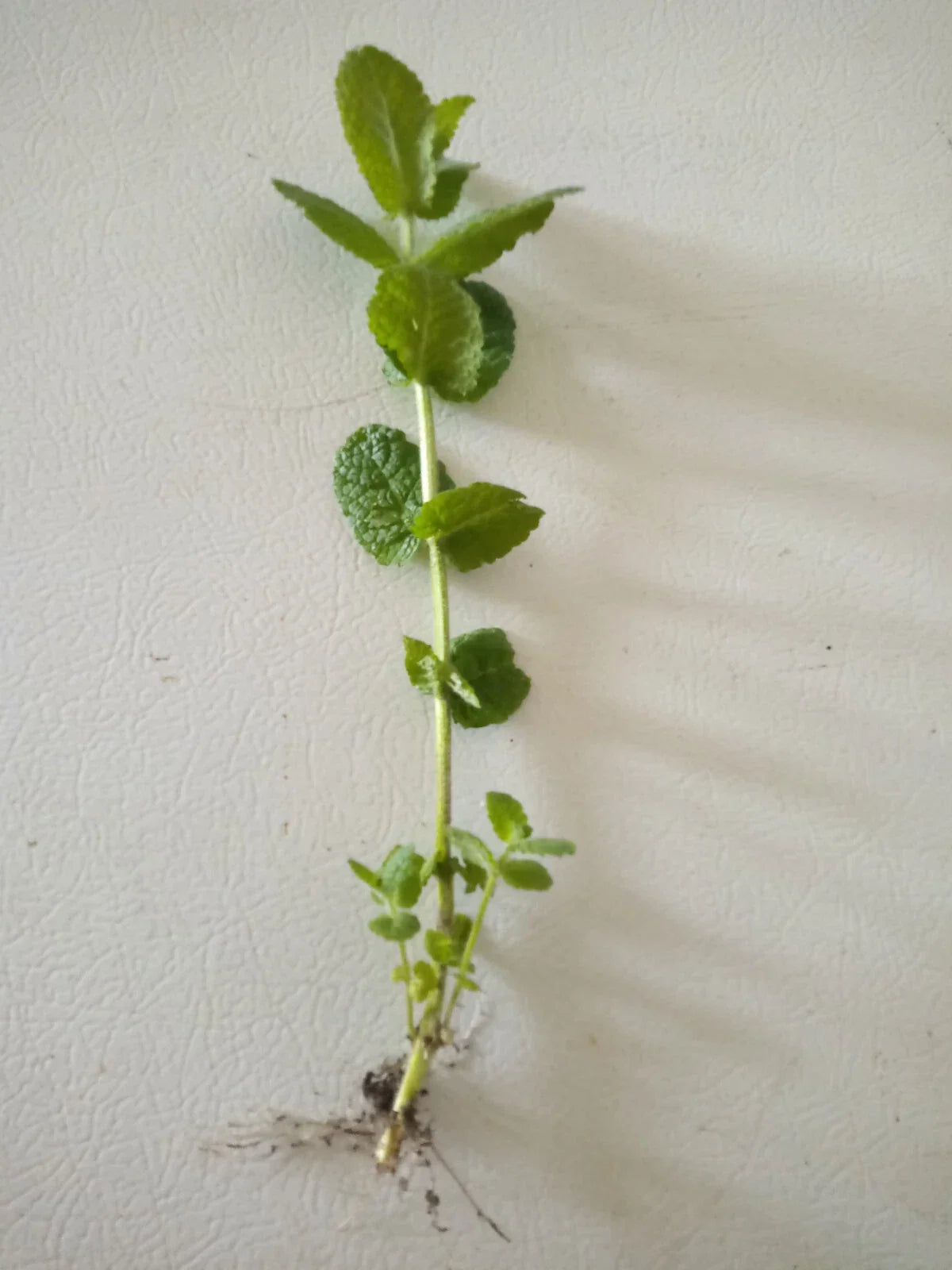 Apple Mint Cuttings - 15 Wooly Mentha suaveolens Herb Plants, Aromatic Mint for Garden, Herb Gardening, Fragrant Leaves