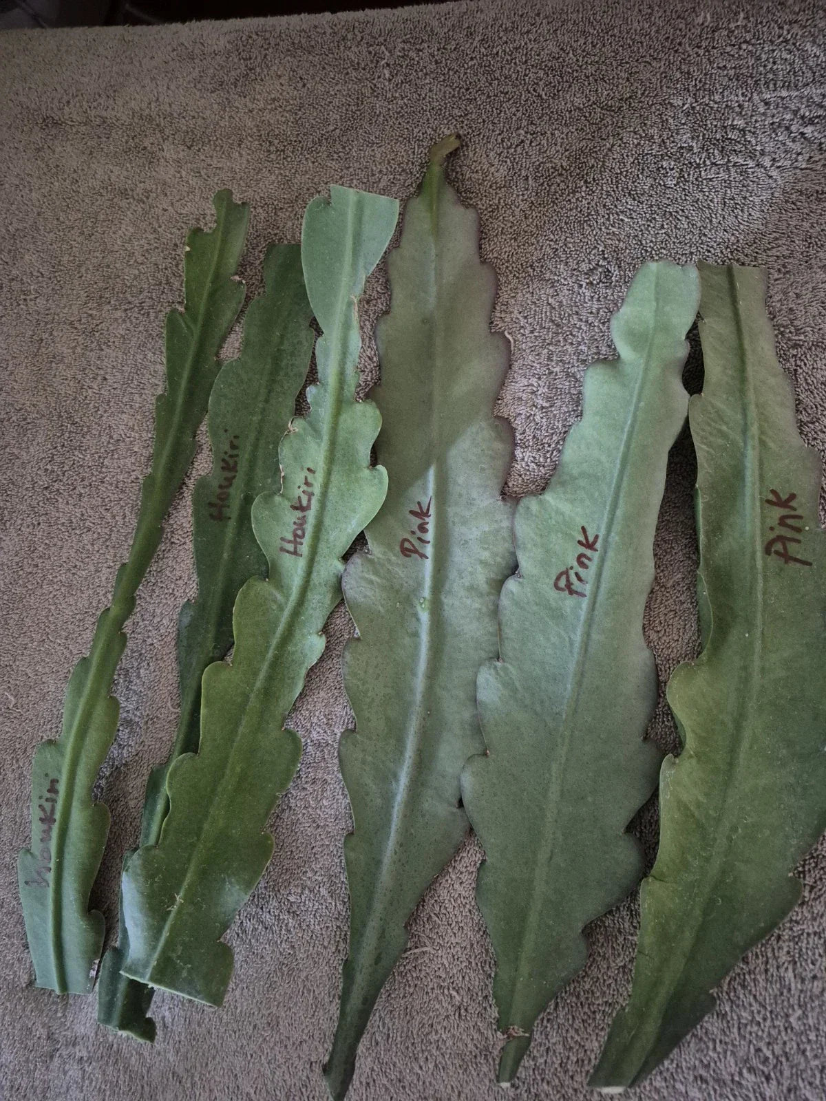 Epiphyllum Orchid Cactus Cuttings 6-Pack Live Plants White Pink Crenatus Variety Indoor Outdoor Garden