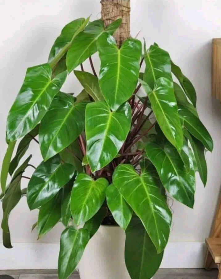 Syngonium Cuttings White Butterfly Arrowhead Plant Live Indoor Plant Propagules Green and White Foliage