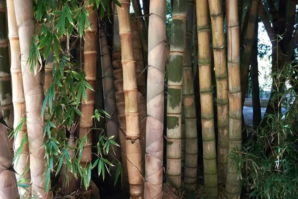 Bamboo Seeds - 50 Clumping Privacy Screen Plants - Dendrocalamus Strictus for Garden, Shade, and Privacy