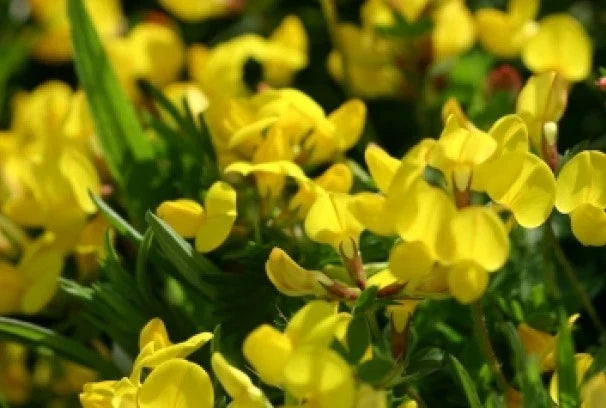 Bird's Foot Trefoil Seeds - 100 Pack, Lotus corniculatus, Yellow Flowers, Ground Cover, Erosion Control, Pollinator Attractant