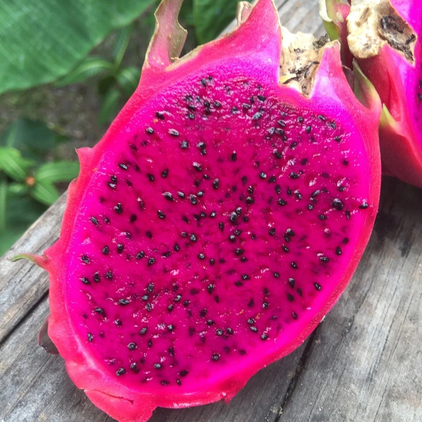 Red Dragon Fruit Seeds - Pitaya, Hylocereus Undatus, Rare Cactus for Home Garden, Fruit-Bearing, Easy to Grow