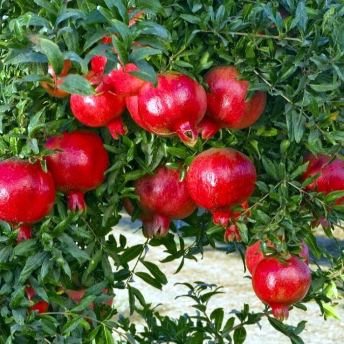 Pomegranate Tree Seeds Non-GMO Punica granatum Edible Fruit Shrub Seeds for Garden or Container Planting