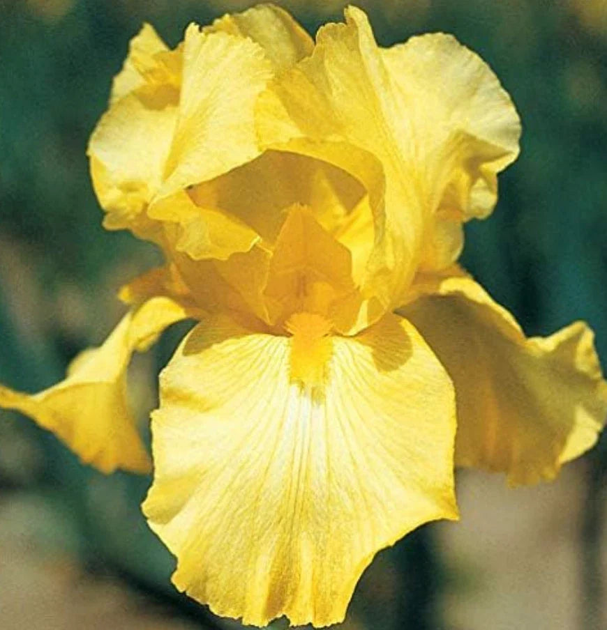 Bare Root Yellow Iris Rhizome Starter Plants – 25 Count – Iris pseudacorus Water Garden Pond Plant